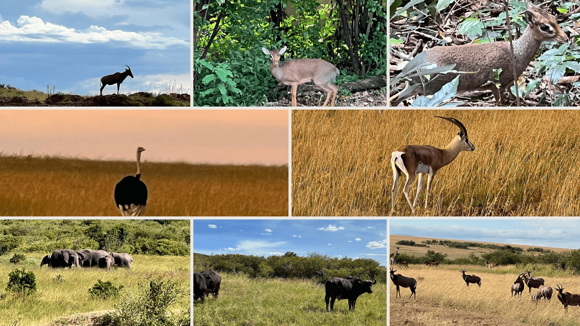 Masai Mara National Reserve