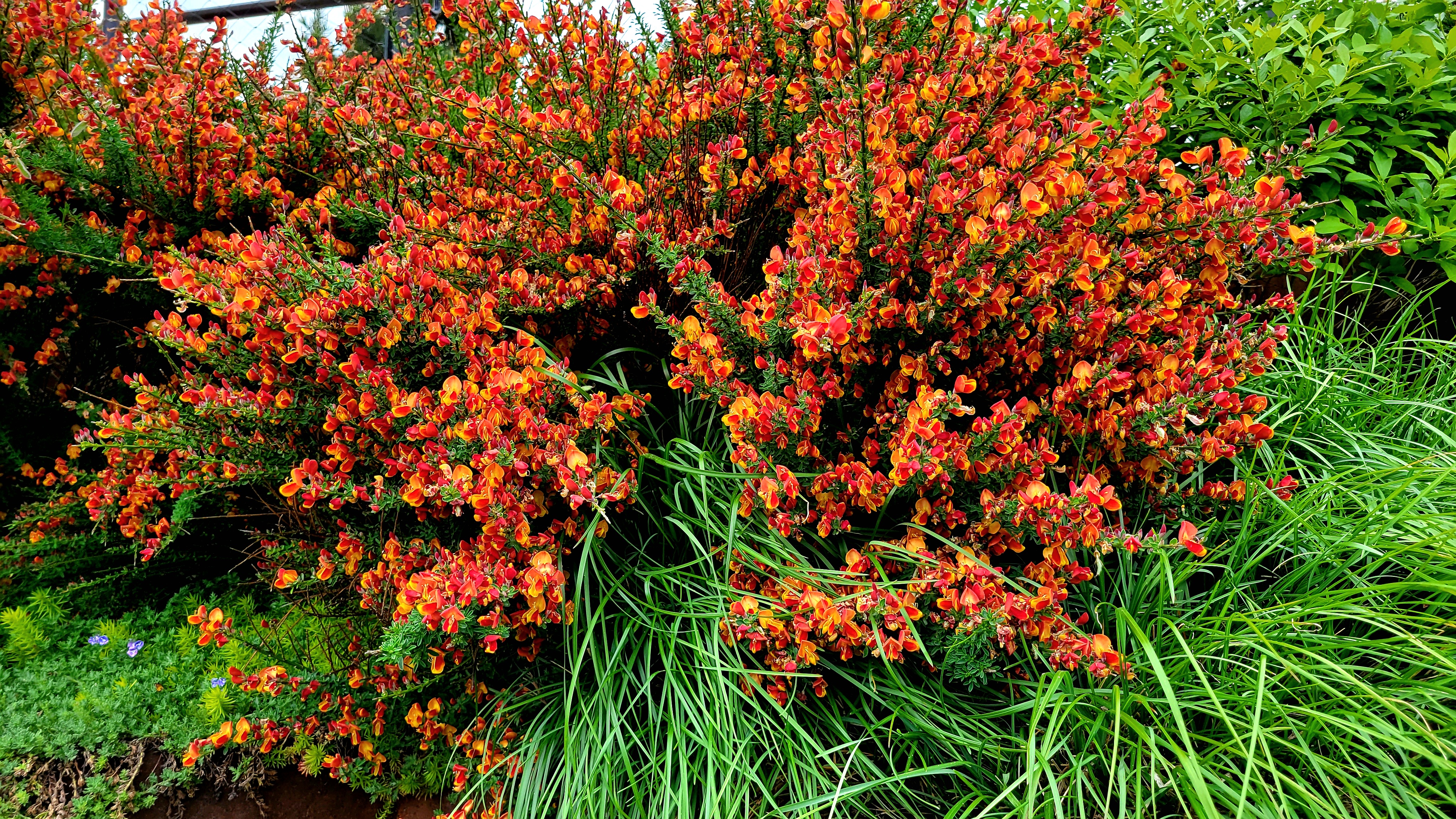 Flaming orange Flaming orange