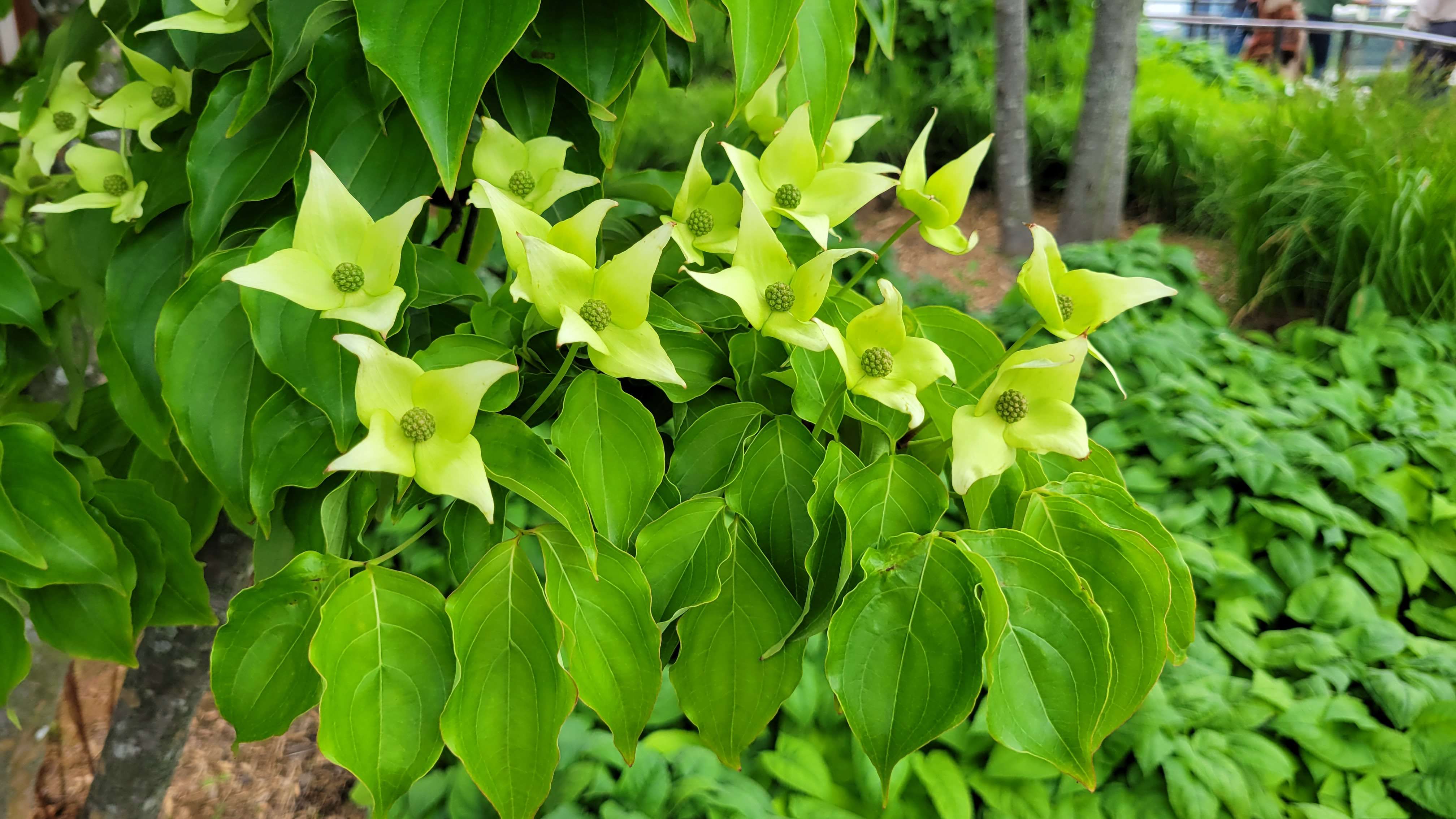 green flowers