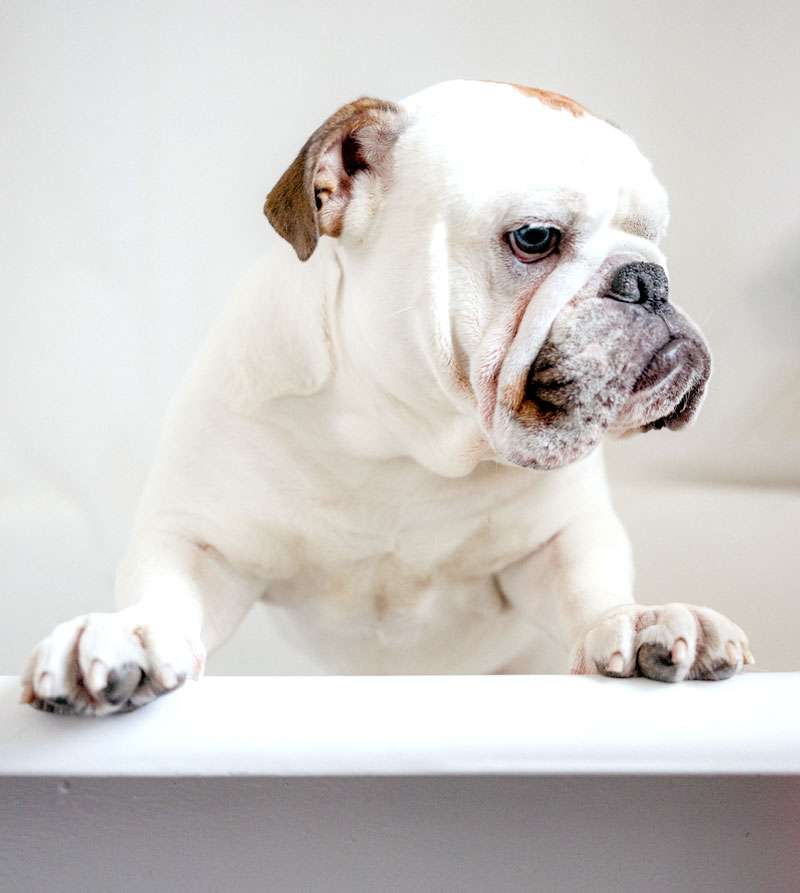 dog-grooming_24