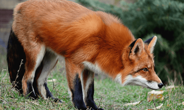 In an Uncertain World, Be a Fox to Innovate and Thrive