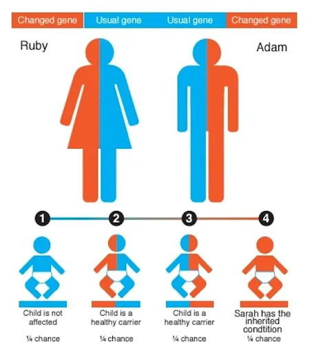 Probability of how the changed gene carries forward to the children