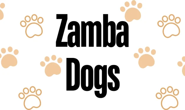 Zamba Dogs – A Missed Opportunity