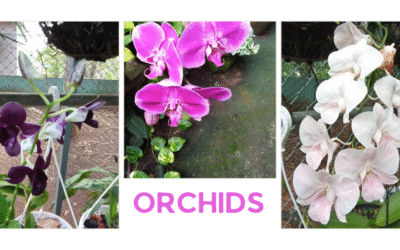 Protected: Orchids