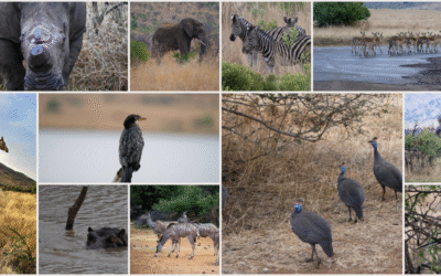 Protected: An African Safari